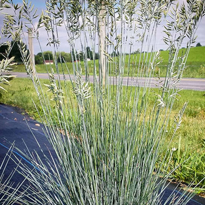 Deres csenkesz Festuca glauca 'Cool as Ice'