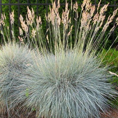 Deres csenkesz Festuca glauca 'Elijah Blue'