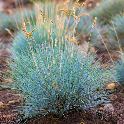 Festuca glauca 'Intense Blue' Deres csenkesz