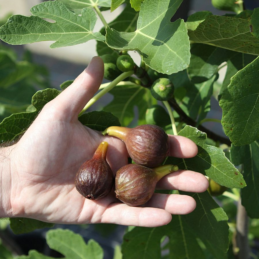 Ficus carica 'Gustissimo Morena' Füge Gustissimo Morena