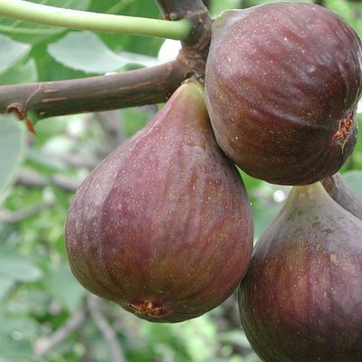 Ficus carica 'Bagladi' Füge Bagladi