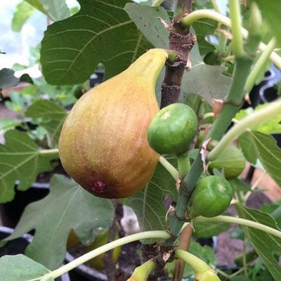 Ficus carica 'Bornholms Diamant' Füge Bornholms Diamant