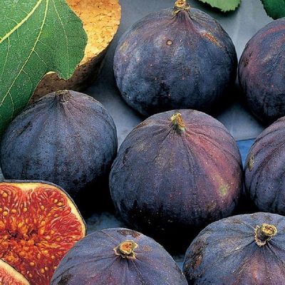 Ficus carica 'Brogiotto Nero' Füge Fekete