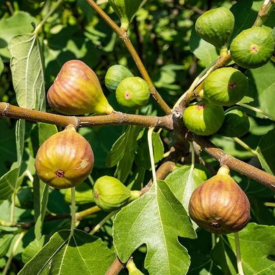 Ficus carica 'Brown Turkey' Füge Brown Turkey