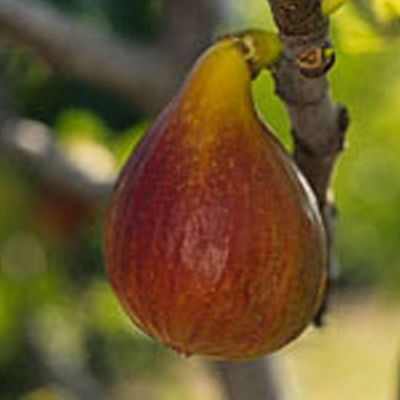 Ficus carica 'Brunswick' F&uuml;ge Brunswick