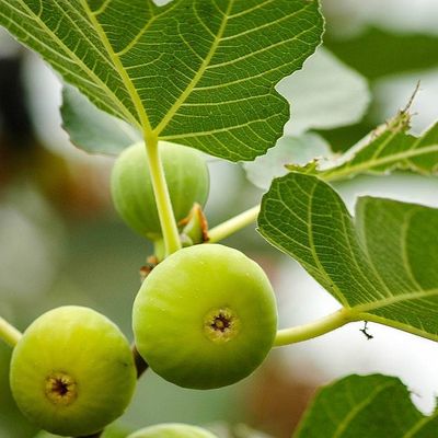 Ficus carica 'Dottato' Füge Dottato