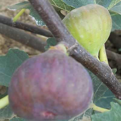 Ficus carica 'Györöki lapos' Füge Györöki Lapos