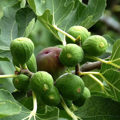 Ficus carica Füge