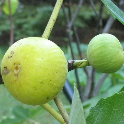 Ficus carica 'Mary Lane' Füge Mary Lane