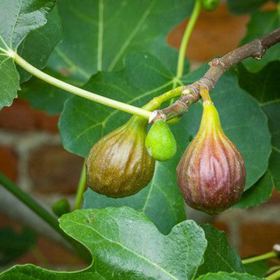 Ficus carica 'Miss Figgy' Füge Miss Figgy