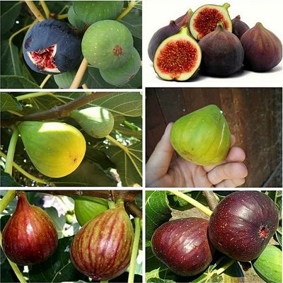 Ficus carica mix Füge fajták