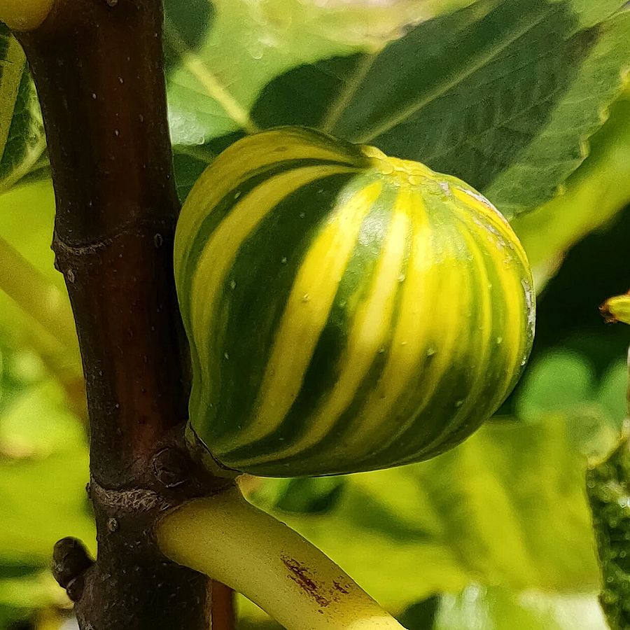 Füge Panache Ficus carica 'Panache'