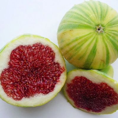 Ficus carica 'Panache' F&uuml;ge Panache