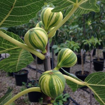 Füge Panache Ficus carica 'Panache'