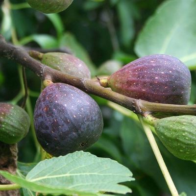 Ficus carica 'Violette de Sollies' Füge Violette de Sollies