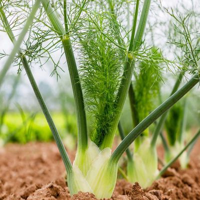 Foeniculum vulgare &Eacute;desk&ouml;m&eacute;ny