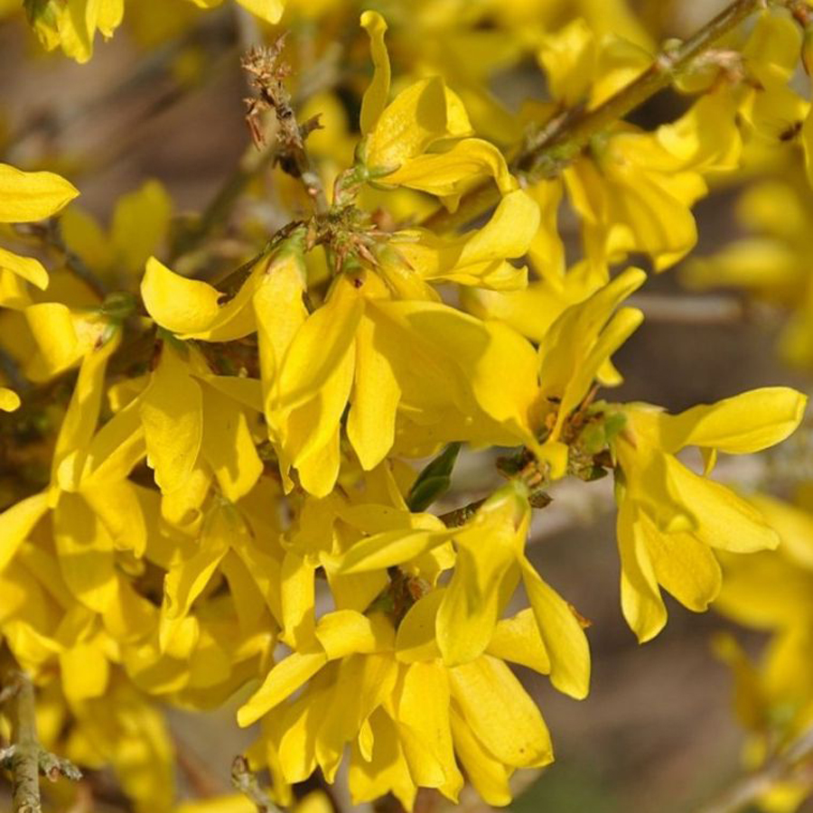 Aranyvessző Forsythia x intermedia 'Maree d'Or'
