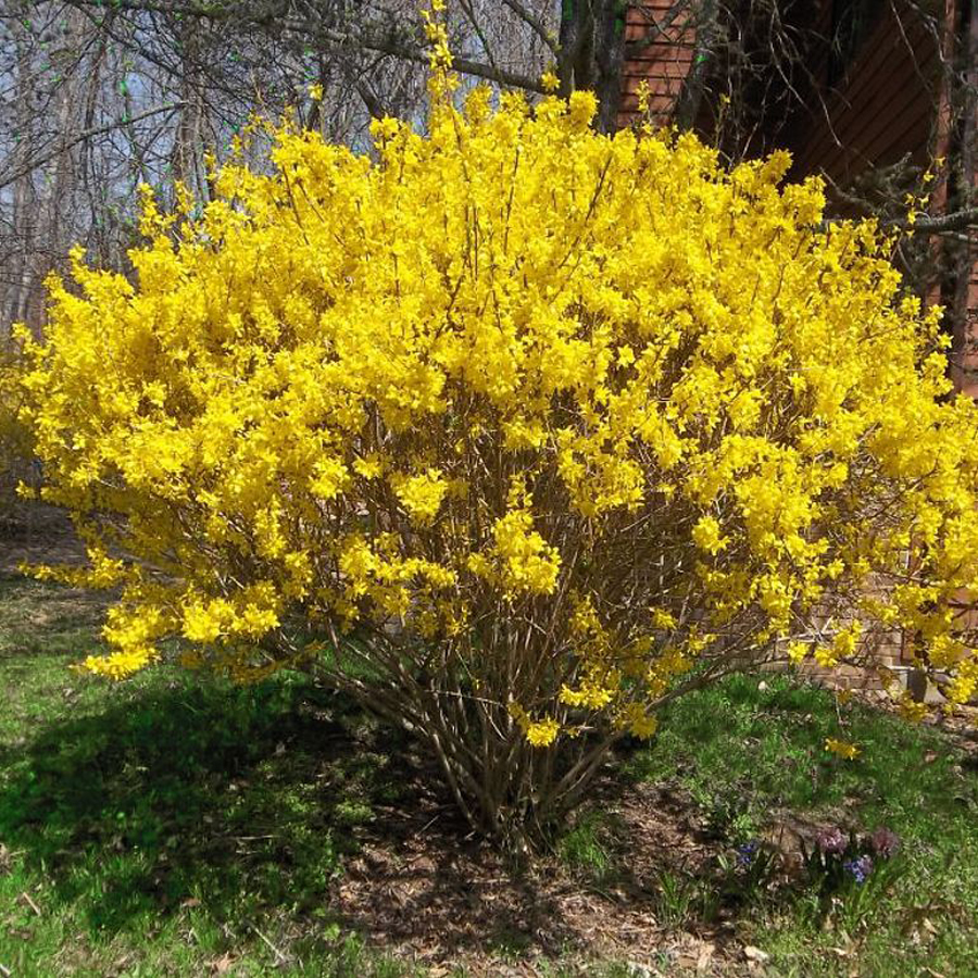 Aranyvessző Forsythia x intermedia 'Minigold'