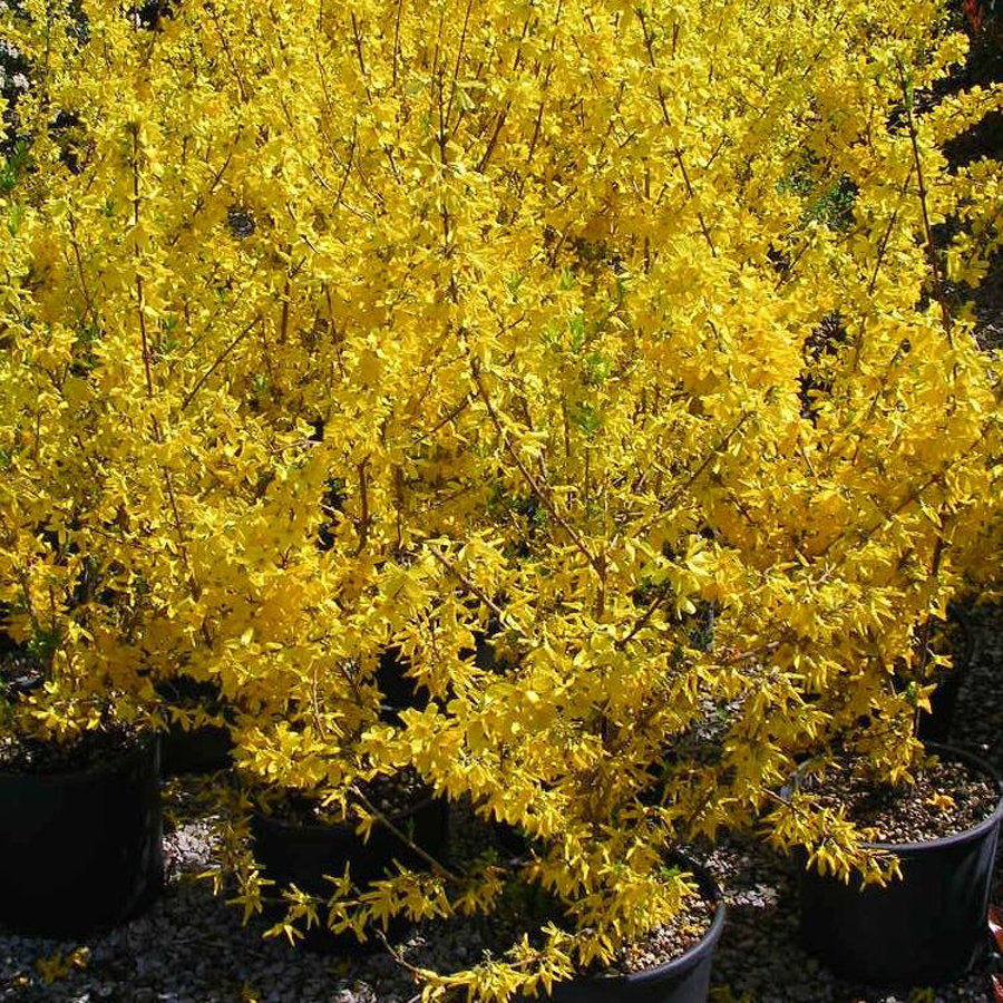 Aranyvessző Forsythia x intermedia 'Lynwood'