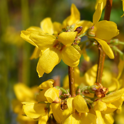 Forsythia x intermedia 'Goldrausch' Aranyvessző