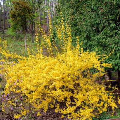 Forsythia x intermedia 'Maree d'Or' Aranyvessző