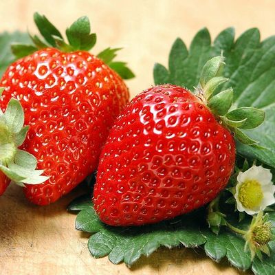 Fragaria x ananassa 'Albion' Szamóca Albion