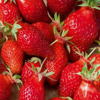 Szamóca Cirafine Fragaria x ananassa 'Cirafine'