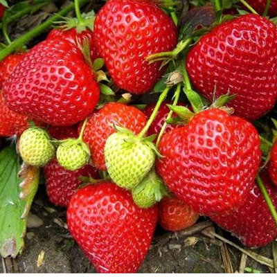 Fragaria x ananassa 'Elsanta' Szamóca Elsanta