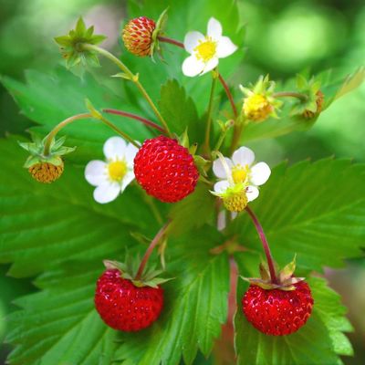 Erdei szamóca Fragaria vesca