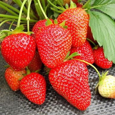 Fragaria x ananassa 'Korai' Szam&oacute;ca Korai