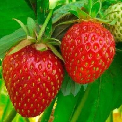 Fragaria × ananassa mix Szamóca fajták
