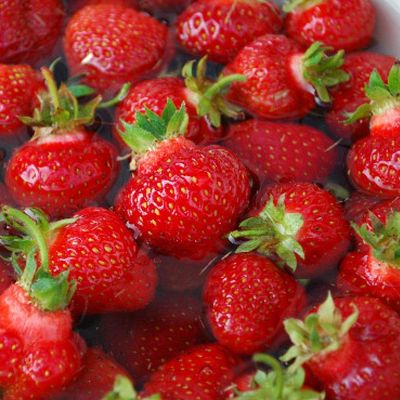 Fragaria x ananassa 'Ostara' Szamóca Ostara