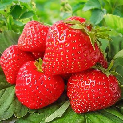 Fragaria x ananassa 'Vima Zanta' Szamóca Vima Zanta