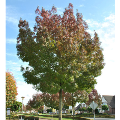 Fraxinus angustifolia 'Raywood' Keskenylevelű kőris