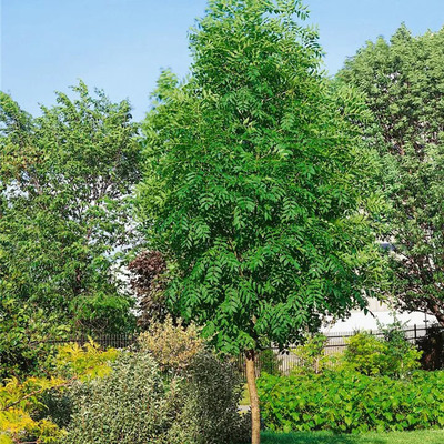 Fraxinus excelsior 'Altena' Magas kőris