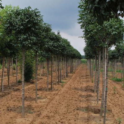 Gömb kőris Fraxinus ornus 'Mecsek'