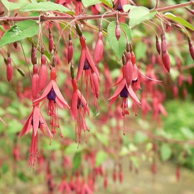 Fuchsia magellanica 'Riccartonii' T&eacute;l&aacute;ll&oacute; fukszia