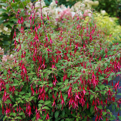 Fuchsia magellanica 'Riccartonii' Évelő fukszia