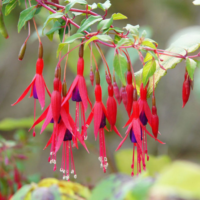 Évelő fukszia Fuchsia magellanica 'Riccartonii'