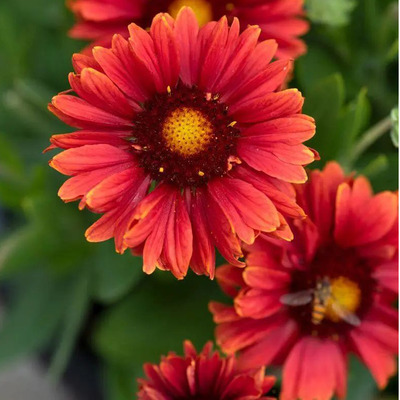 Gaillardia aristata 'Guapa Red' Kok&aacute;rdavir&aacute;g