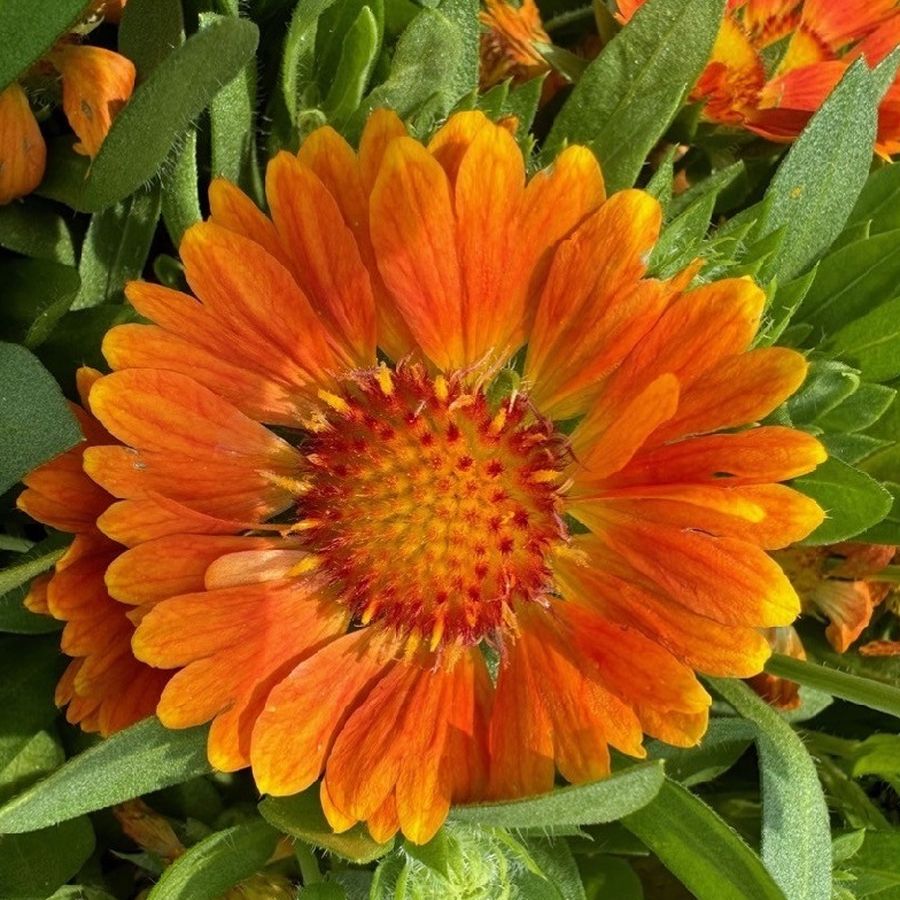 Gaillardia hybrida 'Gusto Orange Zest' Kok&aacute;rdavir&aacute;g