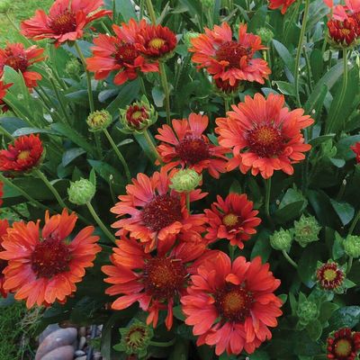 Gaillardia x grandiflora 'Celebration' Kok&aacute;rdavir&aacute;g