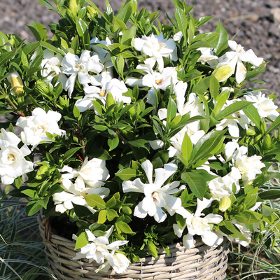 Gardenia jasminoides 'Celestial Star' Télálló kerti gardénia