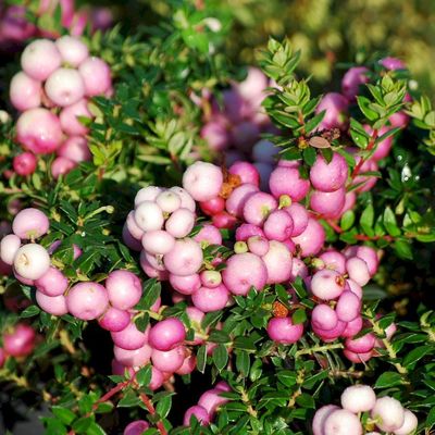 Gaultheria mucronata Mirtuszhanga