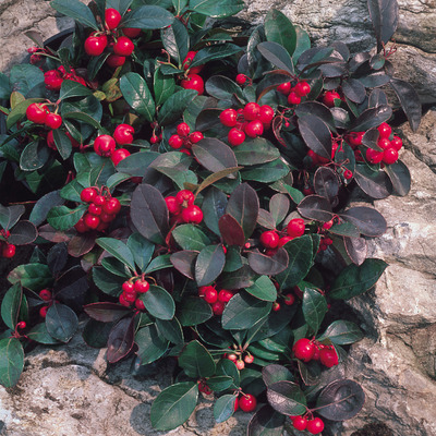 Gaultheria procumbens 'Big Berry' Fajdbogyó