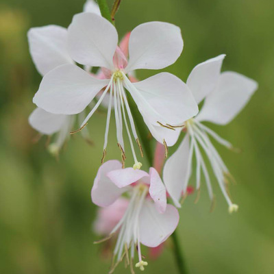 Gaura lindheimeri 'Corrie's Gold'  Díszgyertya