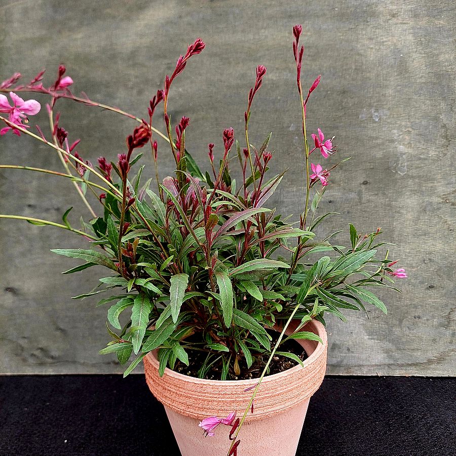 Díszgyertya Gaura lindheimeri 'Flamingo Pink'