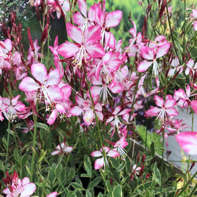 Gaura lindheimeri 'Freefolk Rosy' Díszgyertya