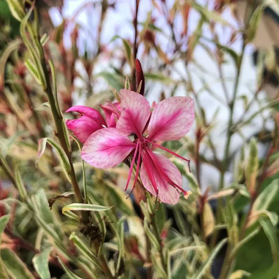 Gaura lindheimeri 'Gambit Variegata Rose'  Díszgyertya