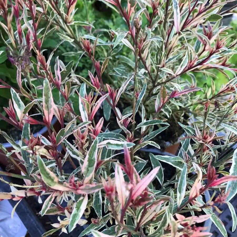 Díszgyertya Gaura lindheimeri 'Gambit Variegata Rose' 